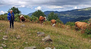 Ordu'da ahıra giren ayı, danayı götürdü