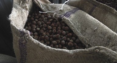 Ordu'da TMO fındık alımına başladı