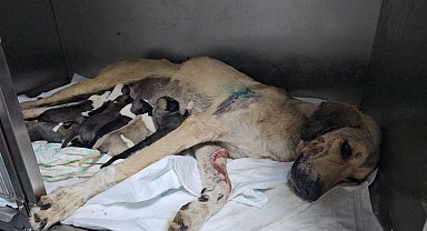 Otomobilin çarptığı hamile köpek doğum yaptı; 8 yavrusundan 1'i öldü