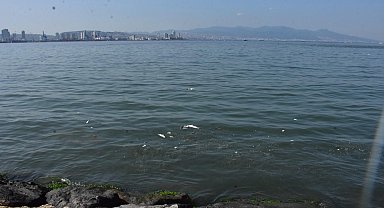 Prof. Dr. Doğan Yaşar: Son 25 yılın en kirli İzmir Körfezi