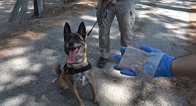 Sahibinin polise hibe ettiği 'Layka' narkotik köpeği oldu; çok sayıda operasyonda yer aldı