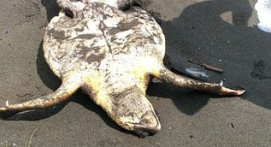 Samandağ sahilinde yaralı yavru caretta caretta bulundu