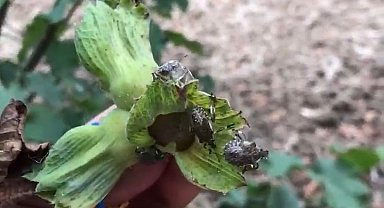 SAMSUN İstilacı kahverengi kokarca fındık üretimini tehdit ediyor; kışı evlerde geçiriyor