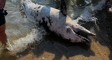 Saros'ta sahile ölü yunus vurdu