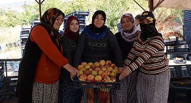 Şeftalide verim yüz güldürüyor