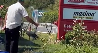 Sıcaktan bunalan leyleği, hortumla tuttuğu suyla serinletti; o anlar kamerada