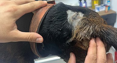 Sokak köpeği tabancayla vuruldu