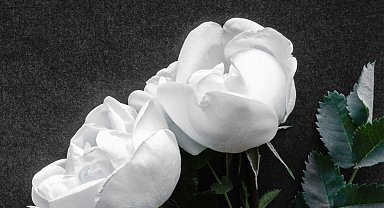 Solingen'deki bıçaklı saldırgan polise teslim oldu