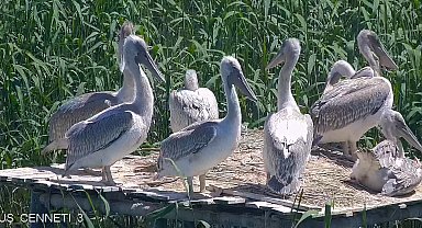 Soyu tehlikedeki tepeli pelikan yavruları, kuş cennetindeki yuvalarından ayrılmaya başladı