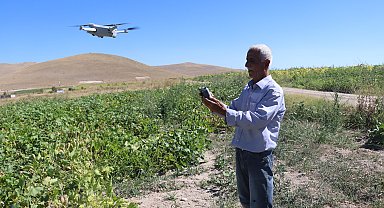 Tarım arazilerine zarar veren domuzlarla dronlu mücadele