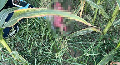 Tarlada bebek bulundu; 15 yaşında annesi cinsel istismara uğradığını söyledi