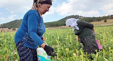 Tarladan toplayana yarı fiyatına bamya