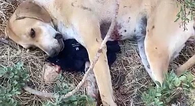 Tavuklarına saldırdığını ileri sürdüğü köpeği tüfekle yaraladı