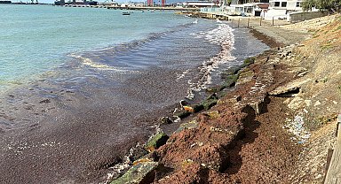 Tekirdağ sahilini kırmızı yosun kapladı