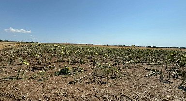 Tekirdağ'da tarım alanlarında dolu ve rüzgar zararı