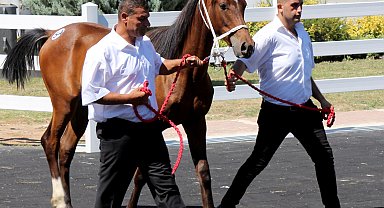 TİGEM, tay satışından tek seferde 20 milyon 845 bin liralık gelir elde etti