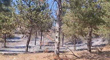 Tokat'ta orman yangını 1 saatte kontrol altına alındı