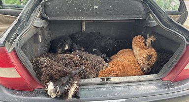 Türkiye'ye gelen otomobilde 42, cins hayvan ele geçirildi