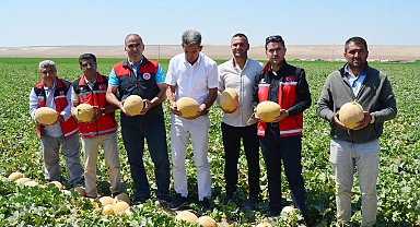 Tuz Gölü Havzası'nda kavun ve domates üretimi yüzde 75 su tasarrufu sağladı