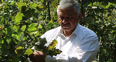 TZOB Yönetim Kurulu Üyesi Soydan: Kahverengi kokarcada kışlak mücadelesi yapılması gerekiyor