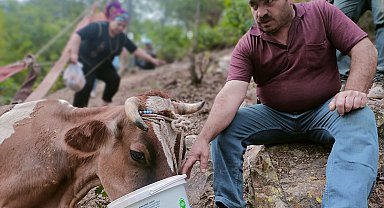 Uçurumda mahsur kalan inek 2 gündür kurtarılmayı bekliyor