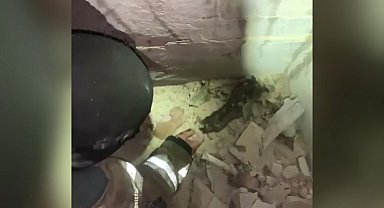 Ukrayna'da saldırı sonrası bodrumda mahsur kalan kediler kurtarıldı