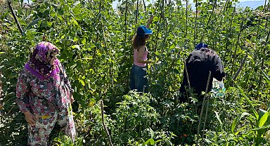 Üniversiteliler ilk kez köy hayatı yaşadı; odun kırıp, meyve ve sebze topladılar