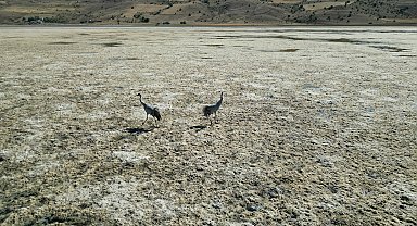 Üredikleri göl kurudu, turnalar bölgeyi terk etti