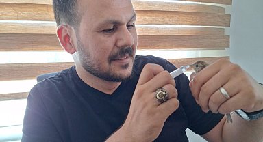 Veteriner teknikeri, kucağına düşen yavru serçeye şırıngayla su verdi