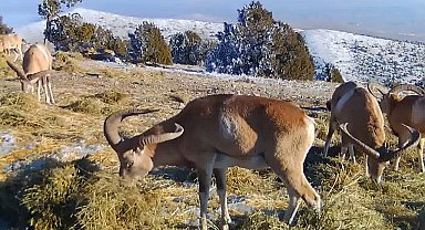 Yaban koyunları doğada beslenirken fotokapanla kaydedildi