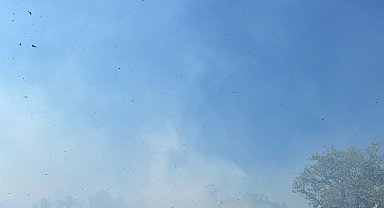 Yalova'da zeytinlik yangını