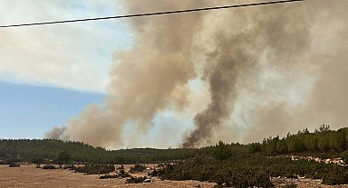 Yangına neden olduğu suçlamasıyla tutuklanan arıcı: Tütsüyü söndürdük