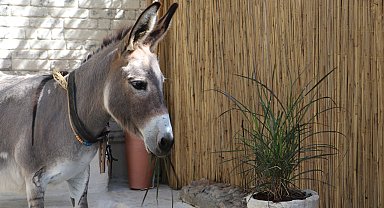 Yaralı bulunup, tedavi edilen 'Ada' sahiplenilmeyi bekliyor
