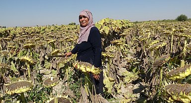 Yarışmayla tanınmıştı; bu kez çekirdek hasadı yaptı