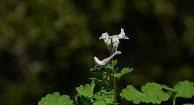 Yeni keşfedilen bitki türü 'Latmos Kazgagası' yok olma tehlikesiyle karşı karşıya