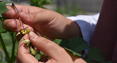 Yeni sanayilik yerli ve milli patates çeşitleri yolda