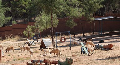 Yeni yasa ile toplanan sokak hayvanları, sosyal medyadan sahiplendiriliyor