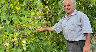 Yeni Yusufeli'de 'nakil bağlar' ilk üzümlerini verdi; hasat başladı