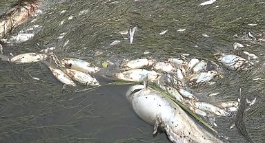 Yeşilırmak'ta balık ölümleri