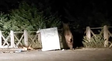 Yiyecek arayan ayı ve yavruları çöp konteynerini devirdi, o anlar kamerada