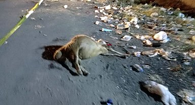 Yola dökülen yemleri yiyen sürüdeki 15 koyun öldü