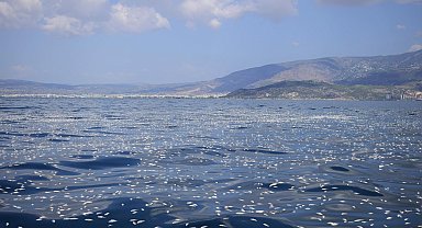 Yunanistan'da limana milyonlarca balık ölüsü vurdu