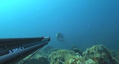 Zıpkınla 1,8 metre boyunda akya balığı avladı