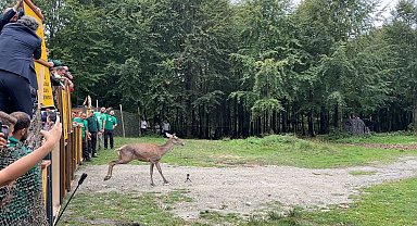 10 kızıl geyik doğaya salındı