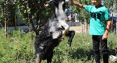 3 ayaklı oğlak, 7 aylık oldu