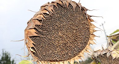 'Ayçiçeği üretiminin artması için sulama ve devlet desteği şart'