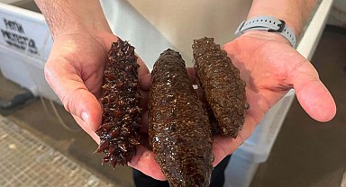 'Deniz patlıcanı körfezdeki kirliliği azaltacak en etkili canlı'