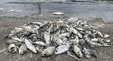 'İzmir Körfezi'nde yağmur sonrası balık ölümleri yaşanmaz'