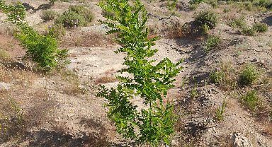 'V şekilli mikro havza' yöntemi ile çorak arazide 3 kat daha fazla verim