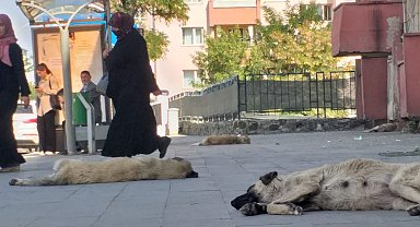 Ağrı'da başıboş köpek tedirginliği